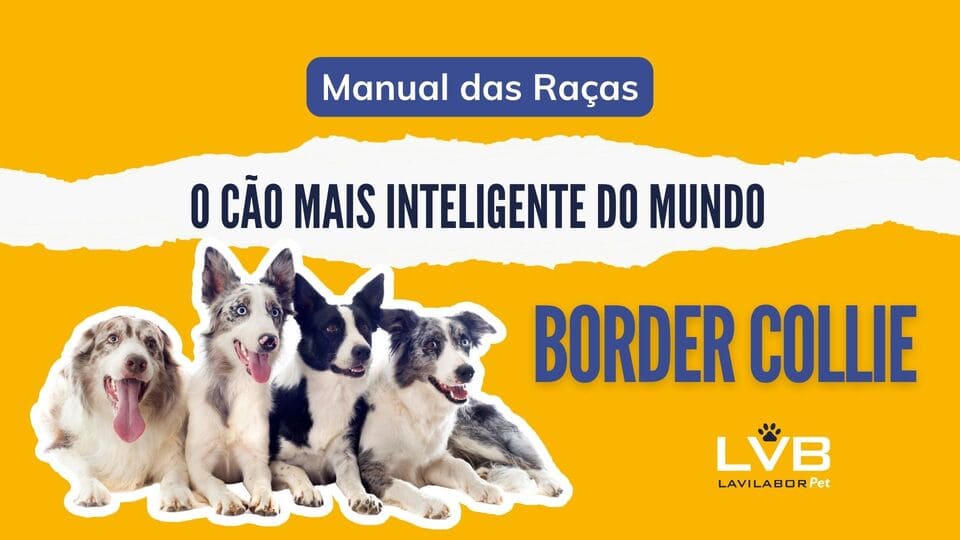 Manual das raças – Border collie: o cão mais inteligente do mundo!