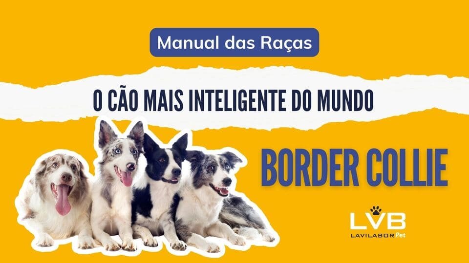 Cachorro Border Collie: saiba tudo sobre a raça